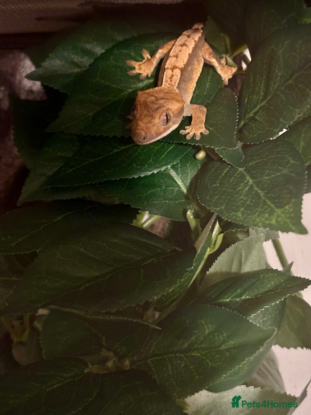 Gecko reptiles for sale: Male crested gecko - Image 2
