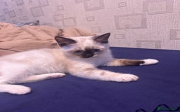 Ragdoll cats for sale: 2 ragdoll siblings for sale  - Image 6