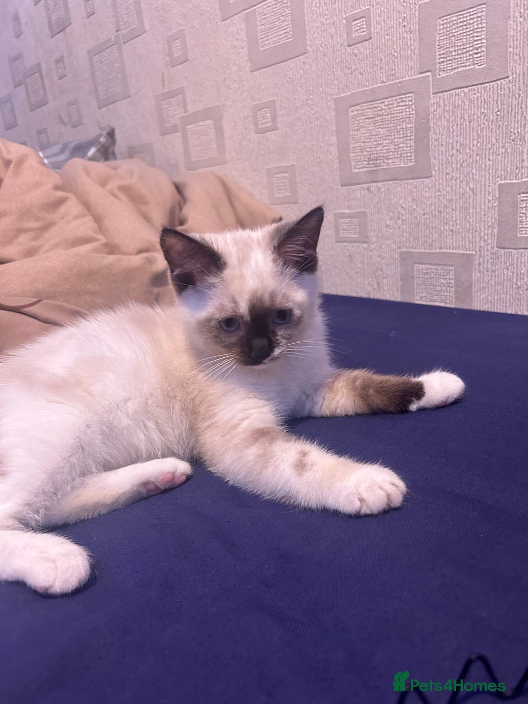 Ragdoll cats for sale: 2 ragdoll siblings for sale  - Image 6