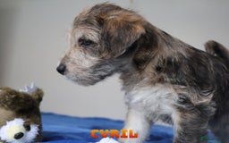 Mixed Breed dogs for sale: Parson Russell Cross Puppies  - Image 21