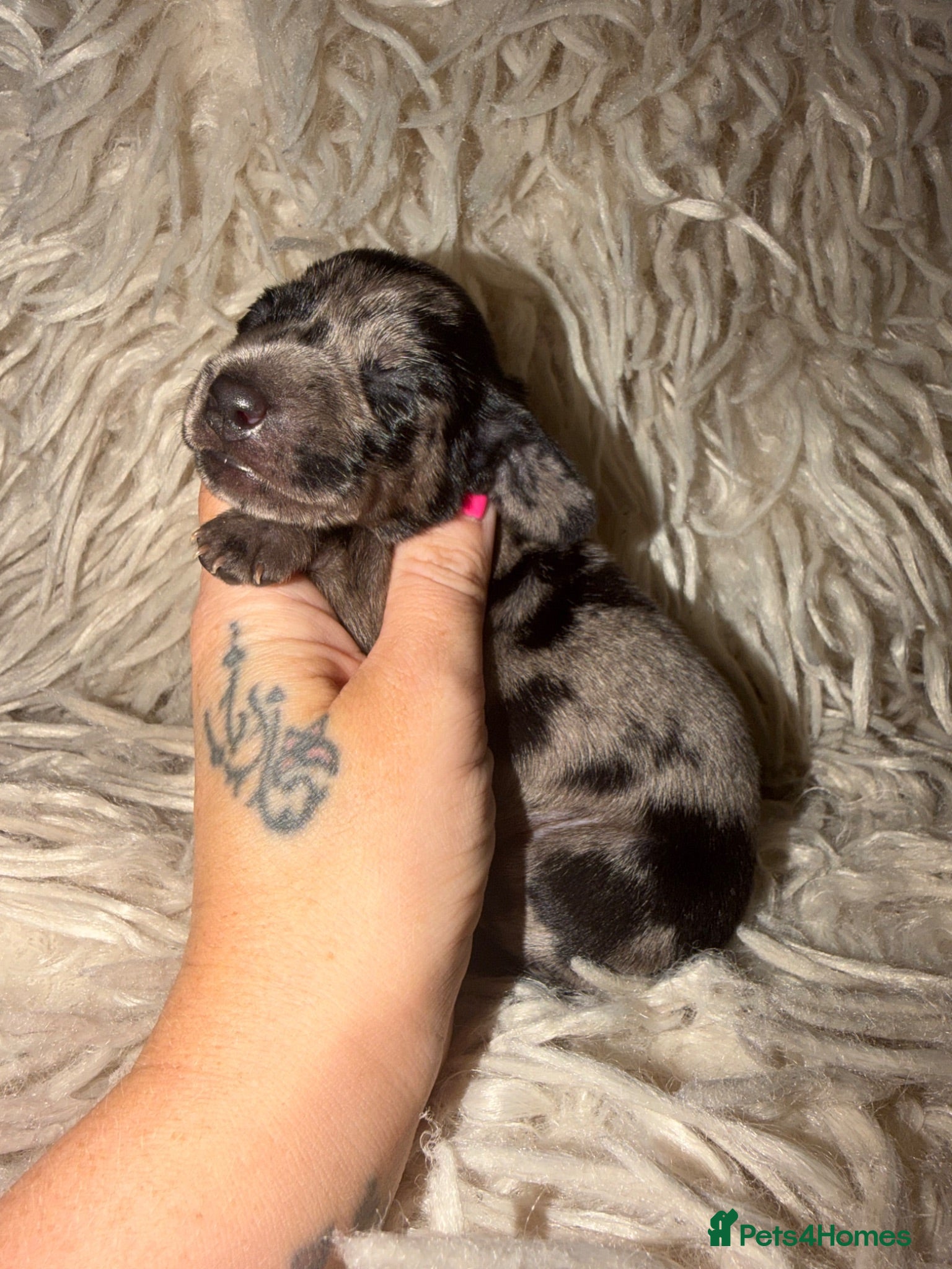 Miniature Dachshund dogs Beautiful KC Registered Miniature Dachshund Pups  - Advert 1