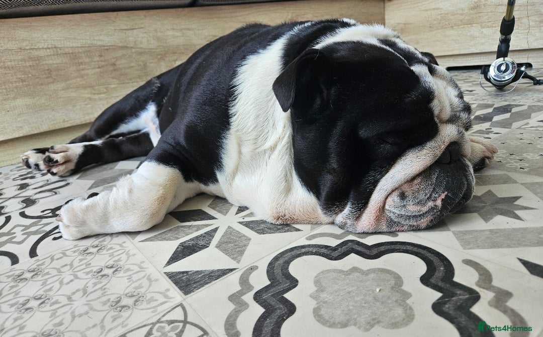 English Bulldog dogs for sale: Outstanding KC English Bulldogs, Top Quality Pups - Image 5