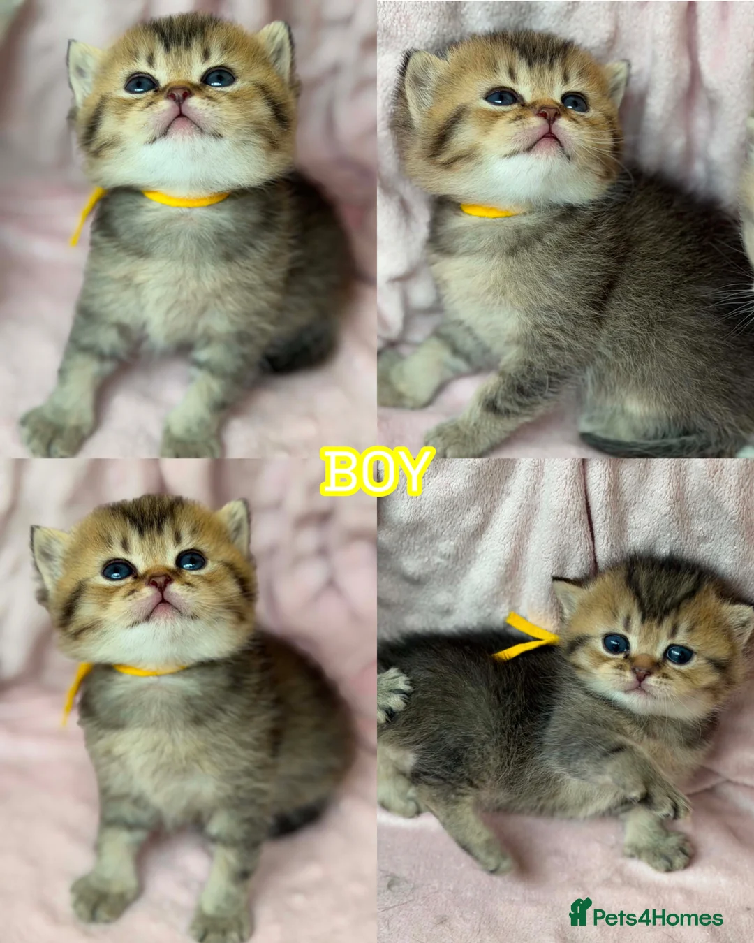 British Shorthair cats for sale: ⭐️CHUNKY TICA BRITISH SHORTHAIR KITTENS⭐️ - Advert 2