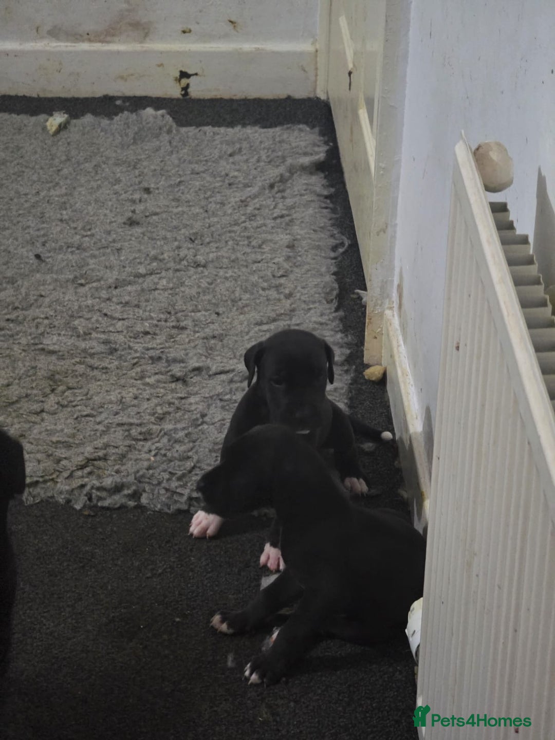 Great Dane dogs for sale: 9 Pure Bred Dane Pups  - Advert 6