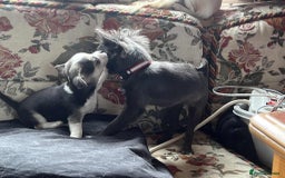 Chihuahua dogs for sale: short haired chihuahua  - Image 6
