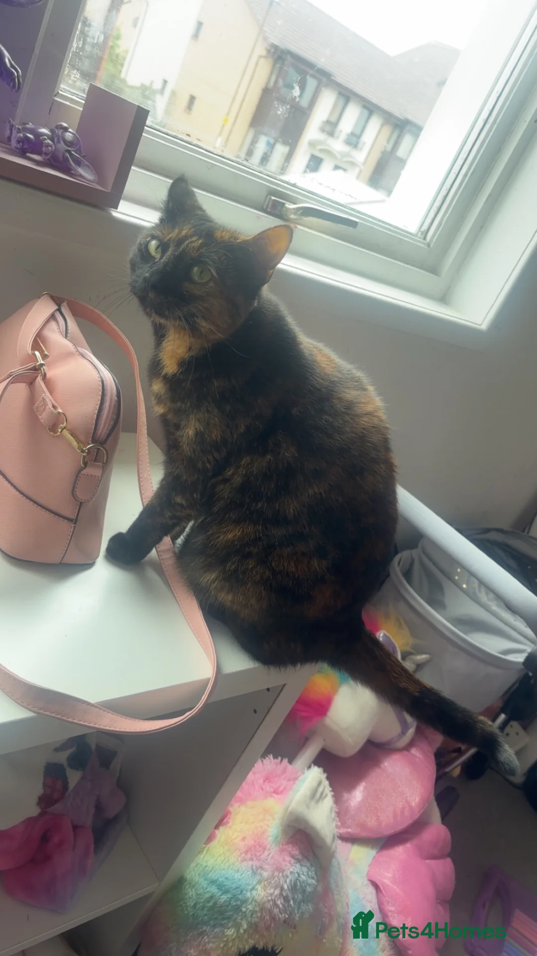 Domestic Shorthair cats for sale: Young cats - Advert 2