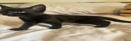 Domestic Shorthair cats for sale: 3 black kittens  - Advert 12