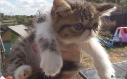 Persian cats for sale: Persian kittens KC Registered with pedigree - Image 29