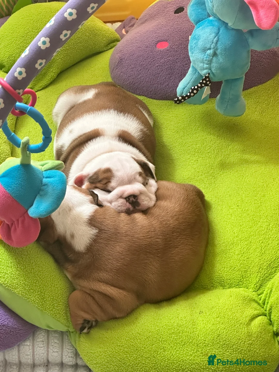 English Bulldog dogs for sale: Double CRUFTS winners bred bulldog puppies  - Advert 38