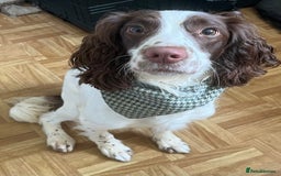 English Springer Spaniel dogs for sale: 15m Female Springer Spaniel for rehome. - Image 4