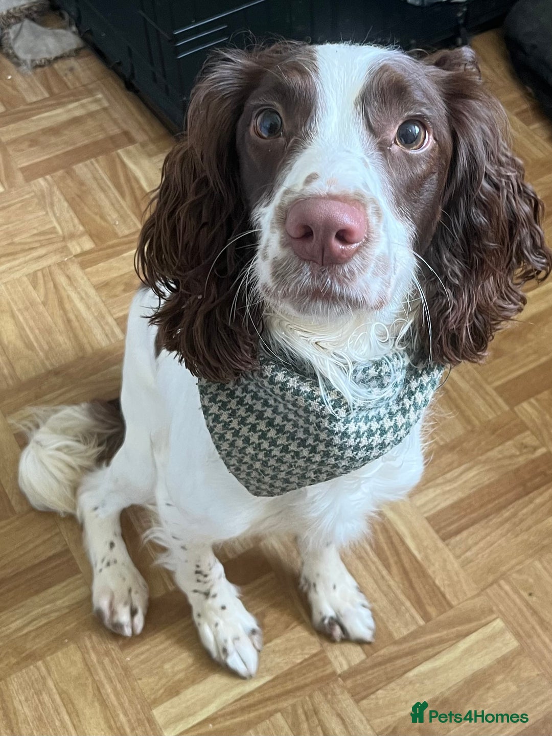 English Springer Spaniel dogs for sale: 15m Female Springer Spaniel for rehome. - Image 4