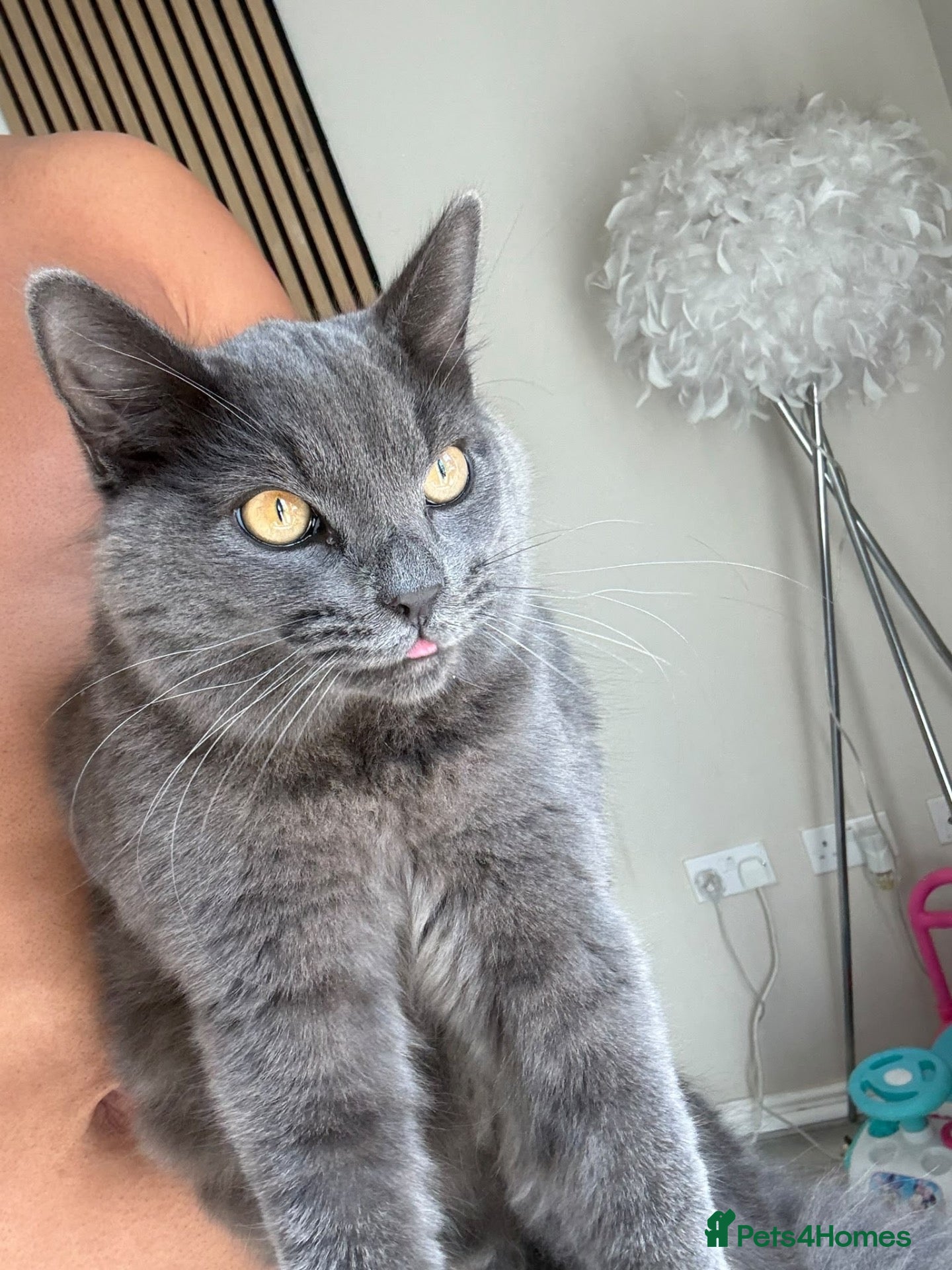 British Shorthair cats British shorthair cat for sale 8 months old  - Advert 4