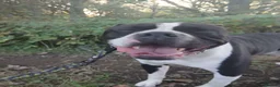 Alapaha Blue Blood Bulldog dogs for sale: Alapaha blue blood bulldog  - Advert 2