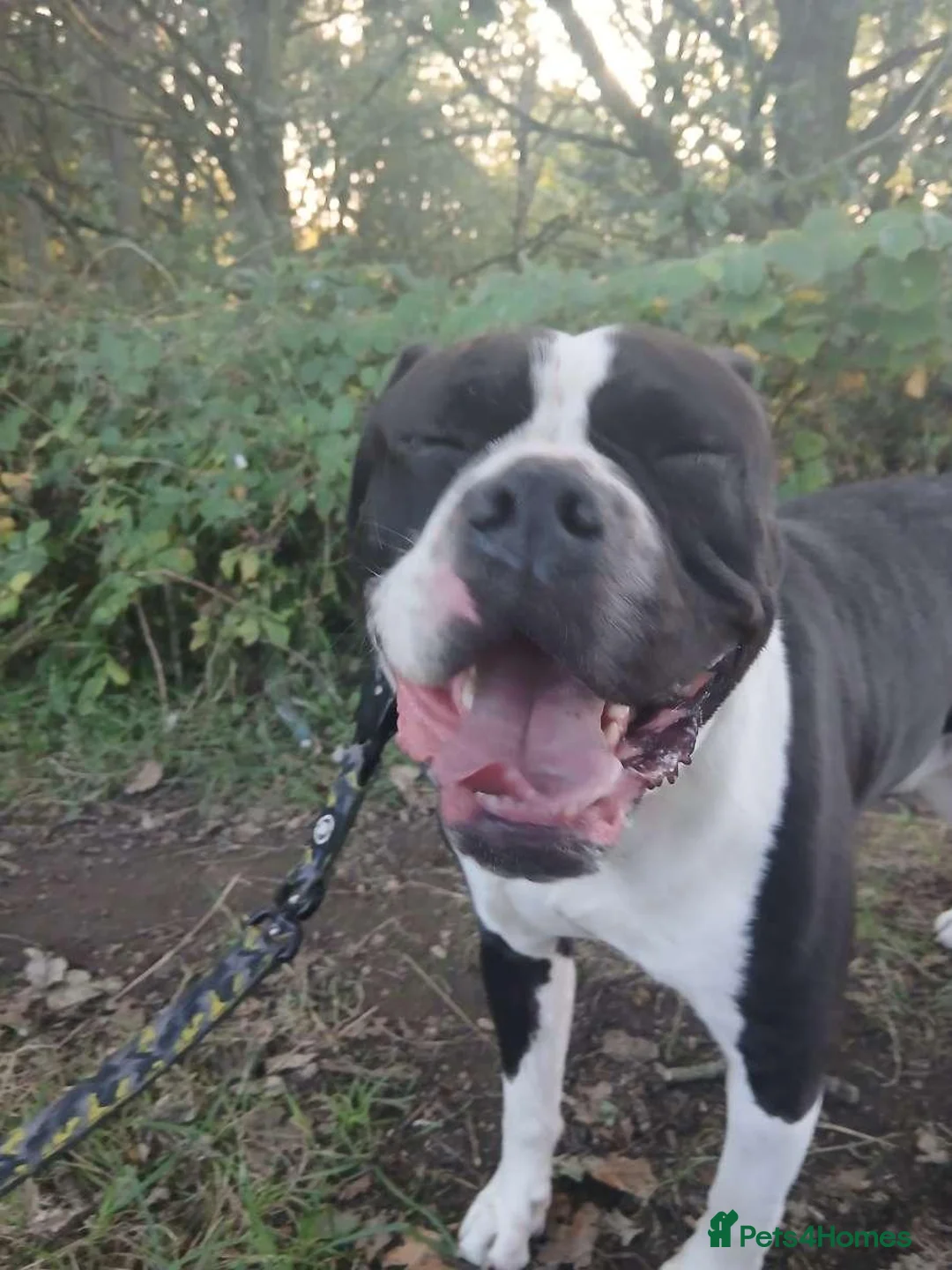 Alapaha Blue Blood Bulldog dogs for sale: Alapaha blue blood bulldog  - Advert 2