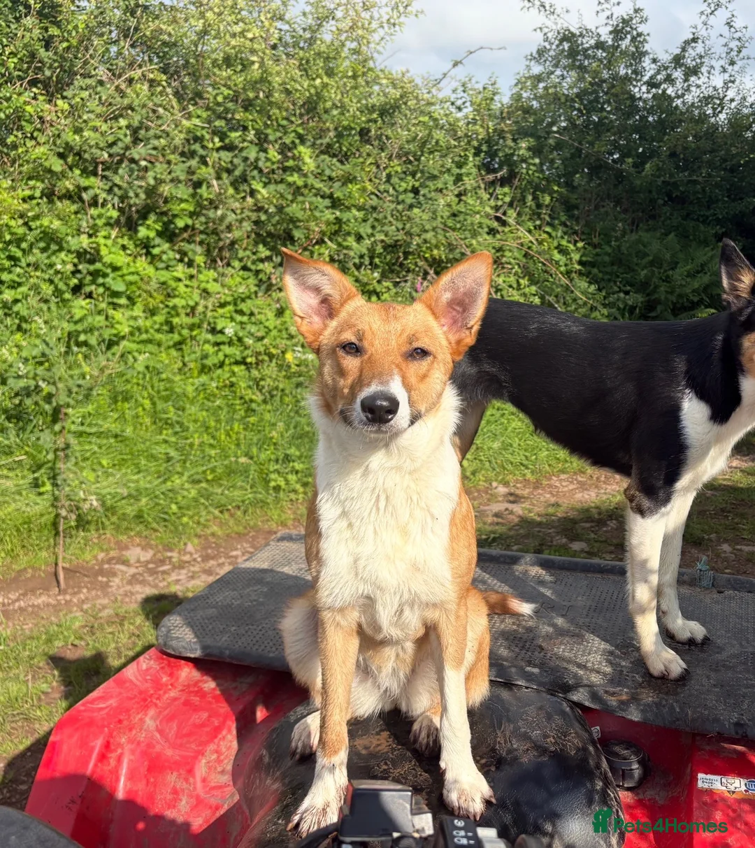 Border Collie dogs for sale: Collie pups - Advert 4