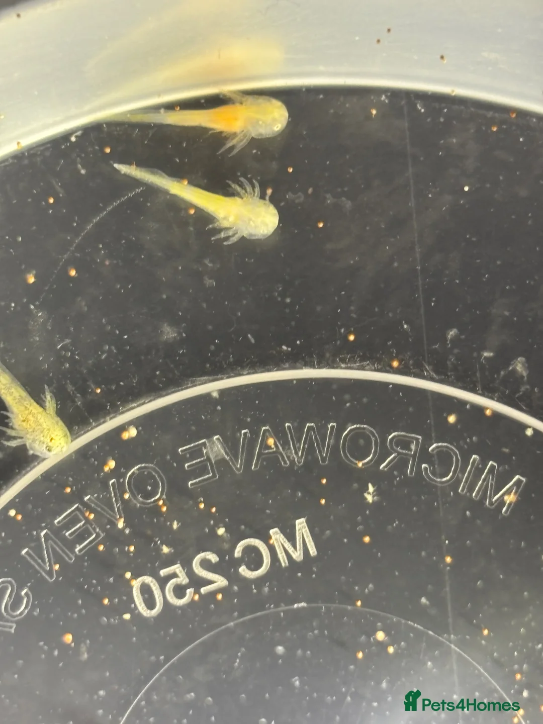 Axolotl reptiles for sale: Axolotl Eggs - Advert 2