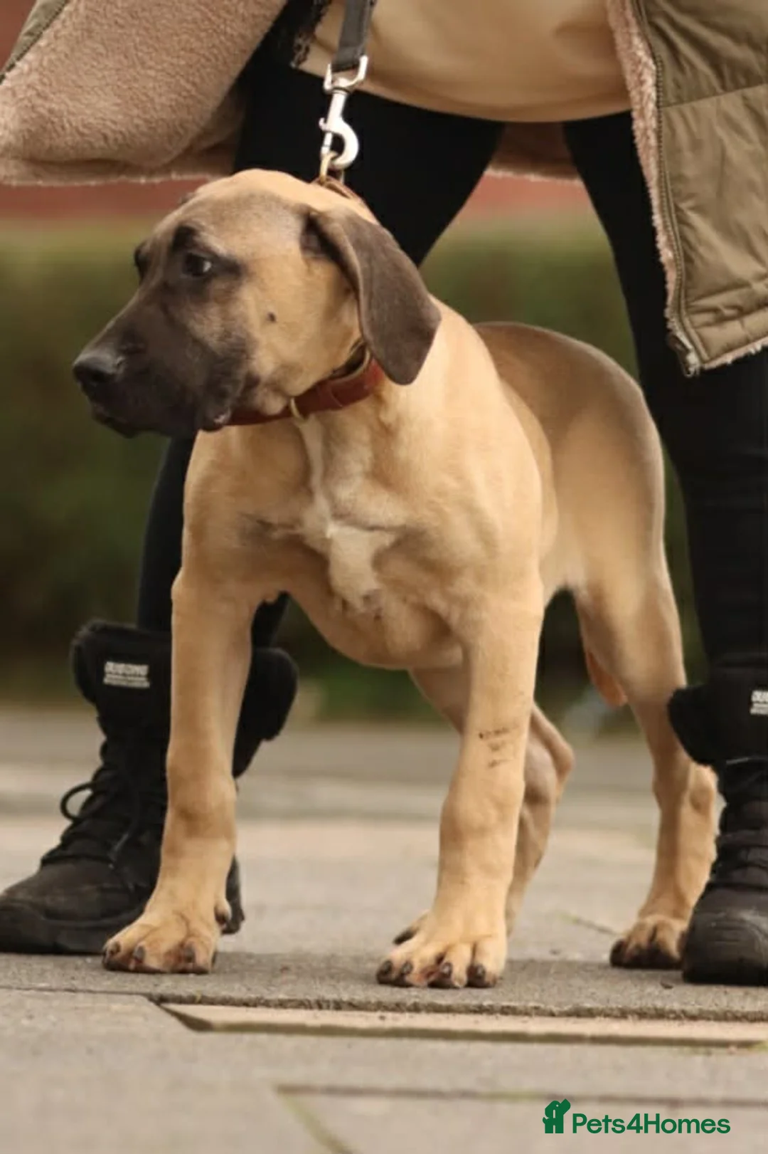 Presa Canario dogs for sale: Presa Canario Male - Advert 5