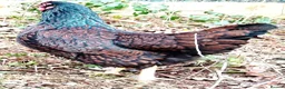 Chickens poultry for sale: POL Chickens stunning Purebreeds for sale in Callington - Advert 3