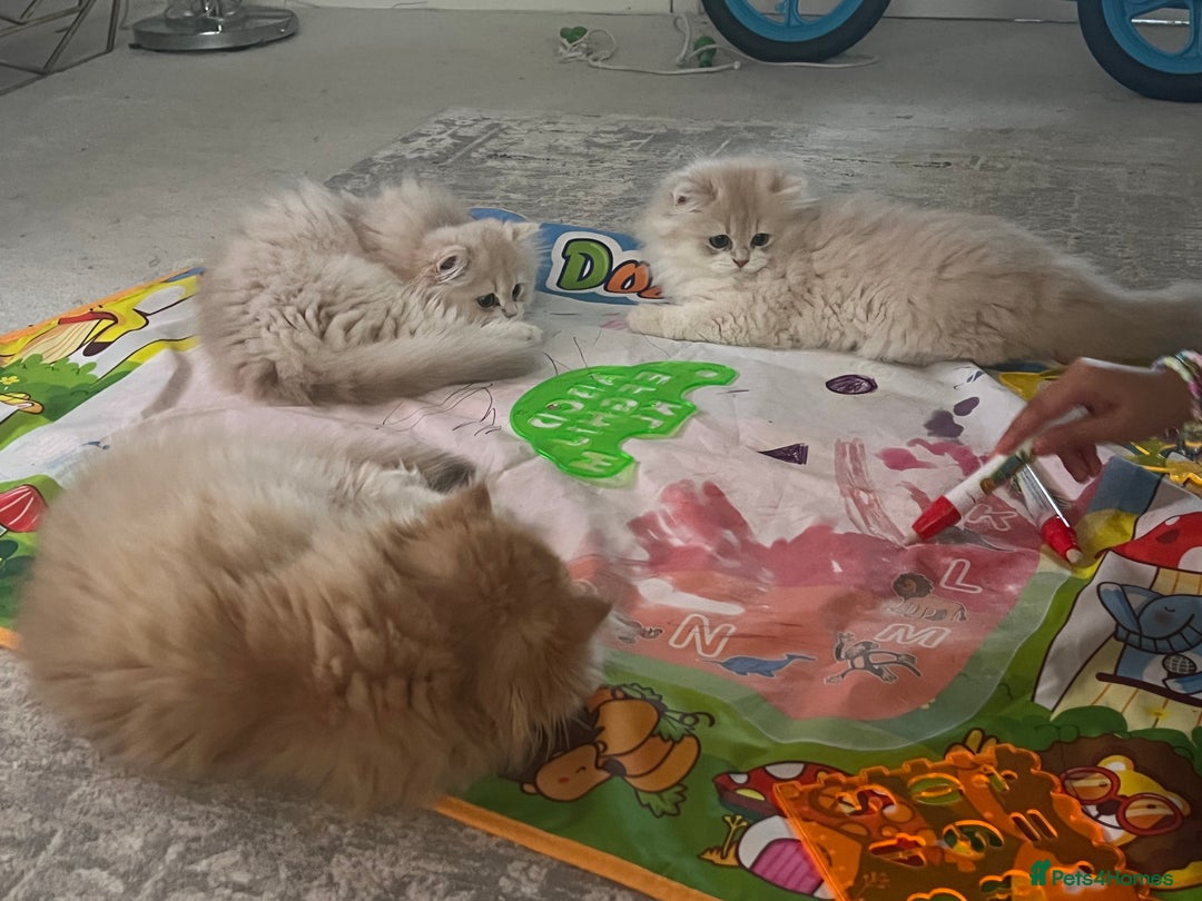British Longhair cats for sale: Lilac golden shaded kittens (cy12) - Image 10