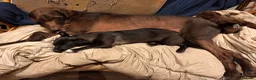 Mixed Breed dogs for adoption: Loris  in Newbury - Advert 2