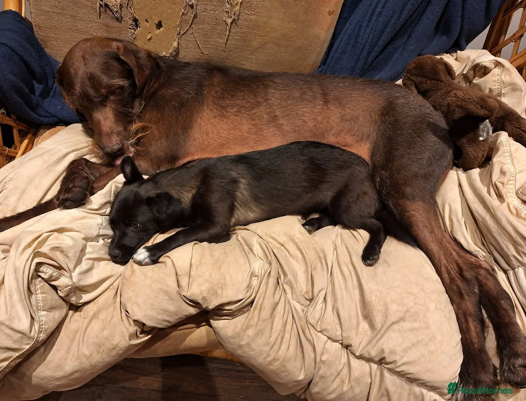 Mixed Breed dogs for adoption: Loris  in Newbury - Advert 2