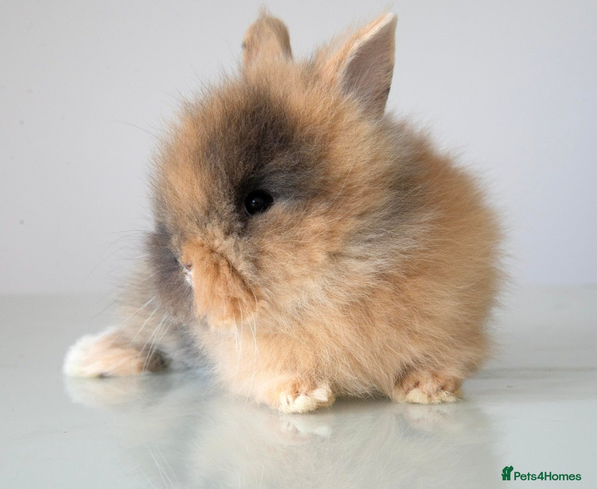 Lionhead rabbits RTL 17/07 Quality Double-maned Lionhead Rabbits - Advert 5