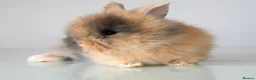 Lionhead rabbits for sale: RTL 17/07 Quality Double-maned Lionhead Rabbits - Advert 2