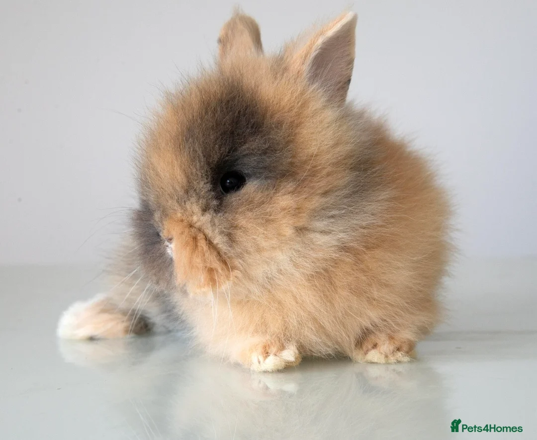 Lionhead rabbits for sale: RTL 17/07 Quality Double-maned Lionhead Rabbits - Advert 2
