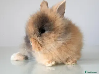 Lionhead rabbits RTL 17/07 Quality Double-maned Lionhead Rabbits - Advert 5