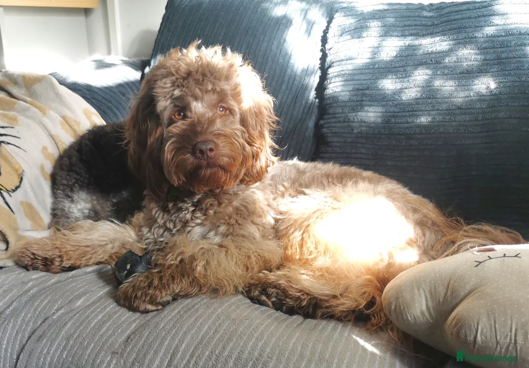 Miniature Poodle dogs for stud: *PROVEN* DNA Health Tested Chocolate Cockapoo STUD in Manchester - Advert 18