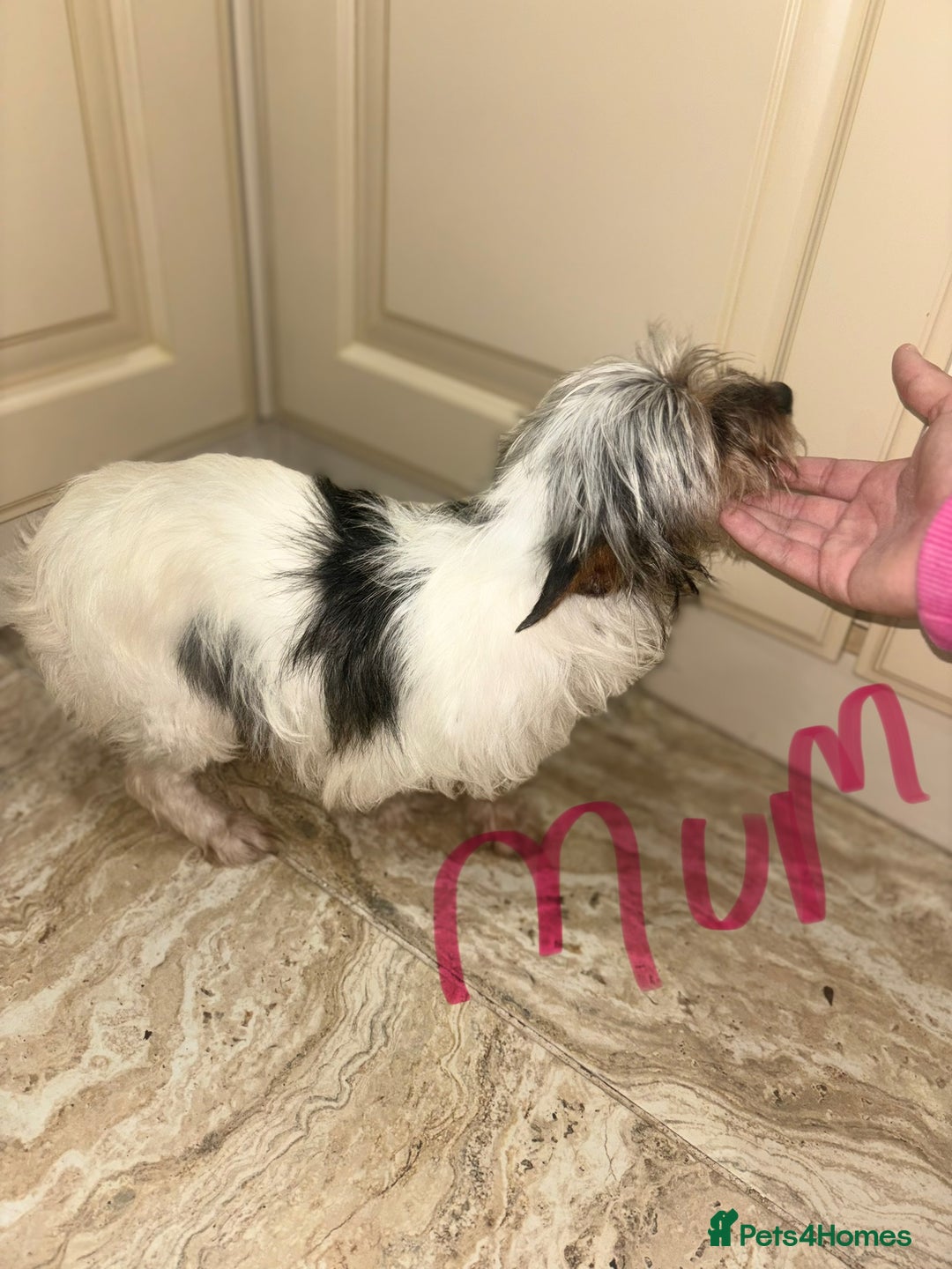 Mixed Breed dogs for sale: Jack Russell X biewer pups - Advert 2