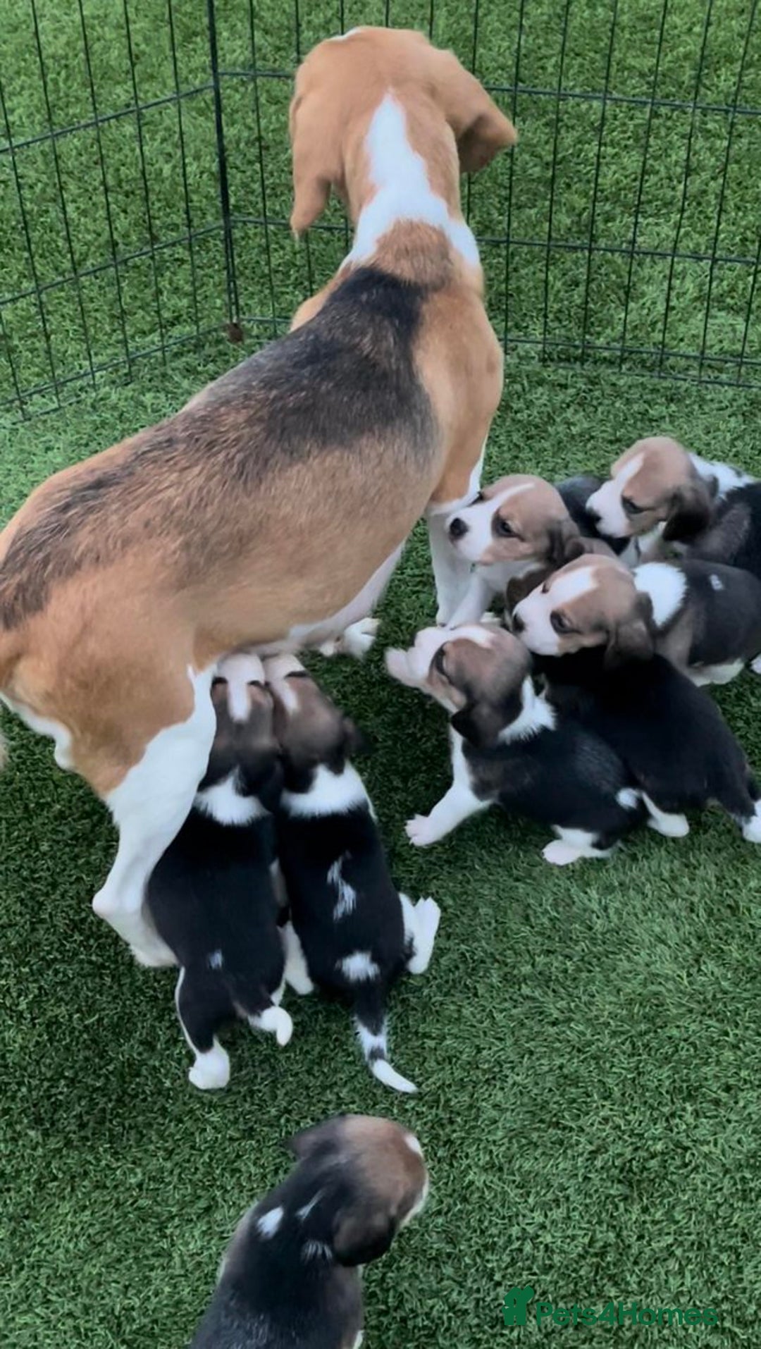 Beagle dogs for sale: Purebred Beagle Breeder Top Bloodlines. - Image 2