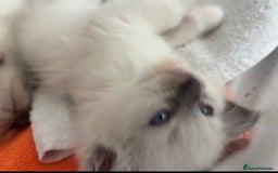 Ragdoll cats for sale: Full Ragdoll Kittens - Both Parents are Pedigree - Image 3