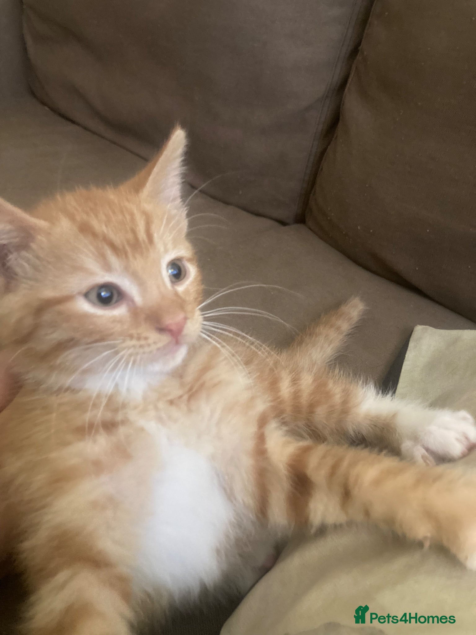 Domestic Shorthair cats 3 beautiful kittens is ready to go - Advert 2