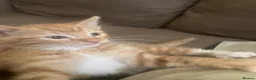 Domestic Shorthair cats for sale: 3 beautiful kittens is ready to go - Advert 1