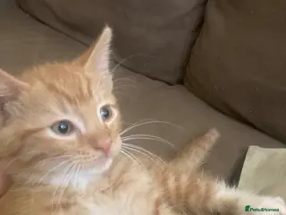 Domestic Shorthair cats 3 beautiful kittens is ready to go - Advert 6