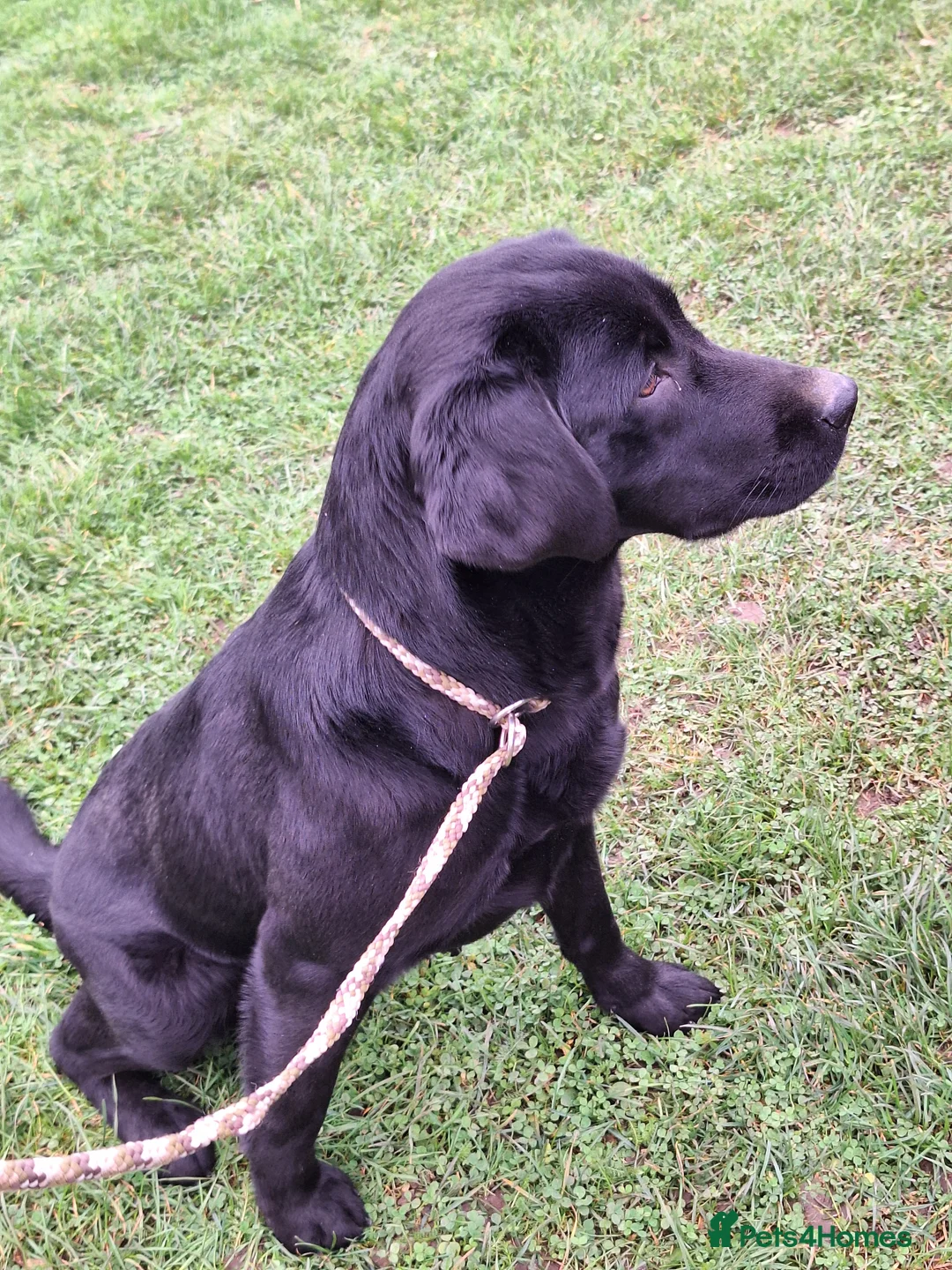 Labrador Retriever dogs for stud: KC fully tested Choc Labrador Stud in Bicester - Advert 13