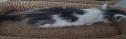 Mixed Breed cats for sale: Kittens - Advert 26