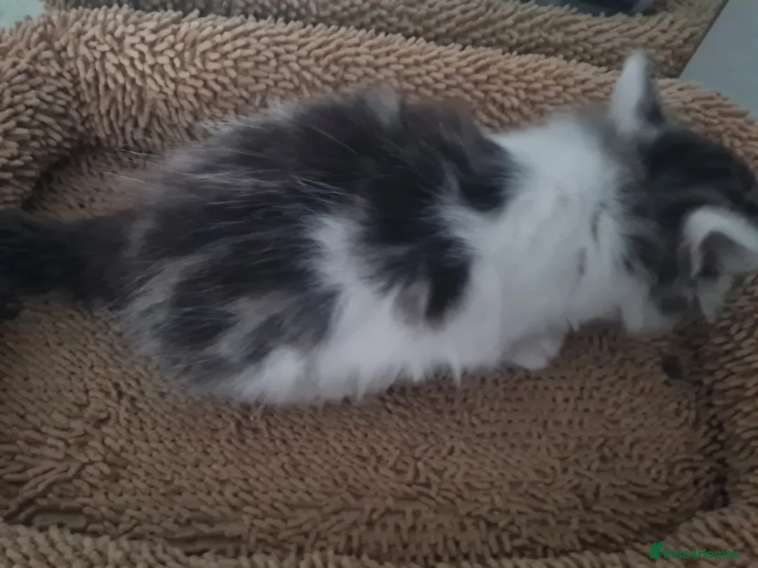 Mixed Breed cats for sale: Kittens - Advert 26