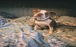 Boston Terrier dogs for sale: 2 year old Boston Terrier Female - Image 2