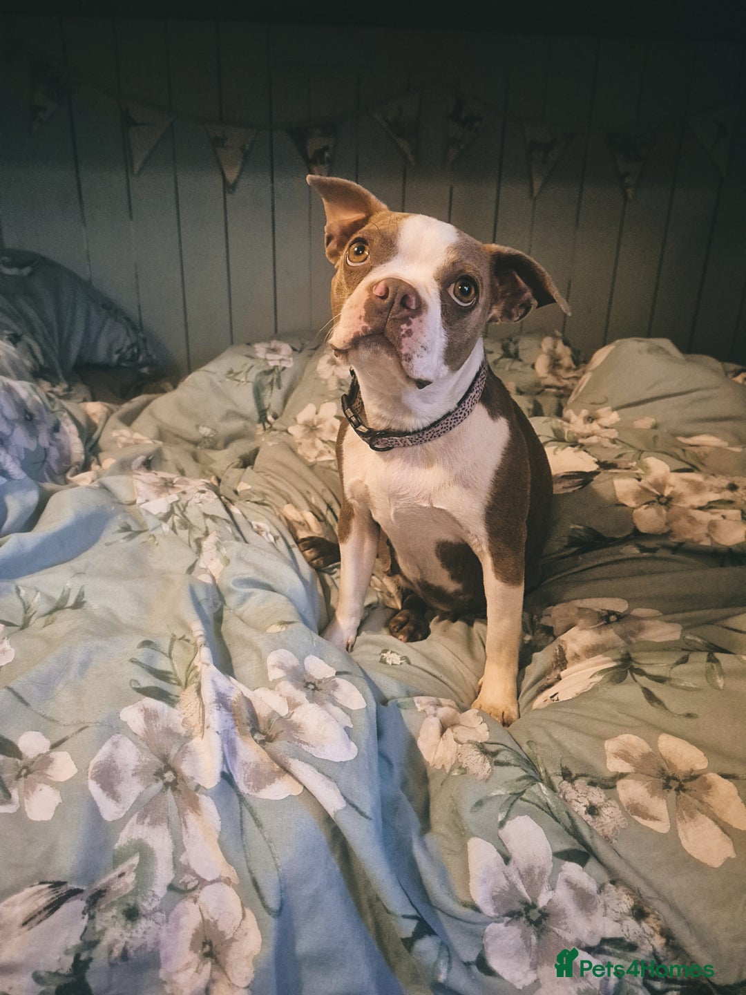 Boston Terrier dogs for sale: 2 year old Boston Terrier Female - Image 2