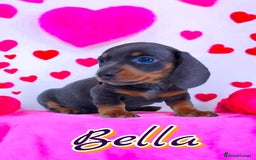 Miniature Dachshund dogs for sale: BLUE DAPPLE & ISABELLA DAPPLE PUPS AVAILABLE  - Image 21