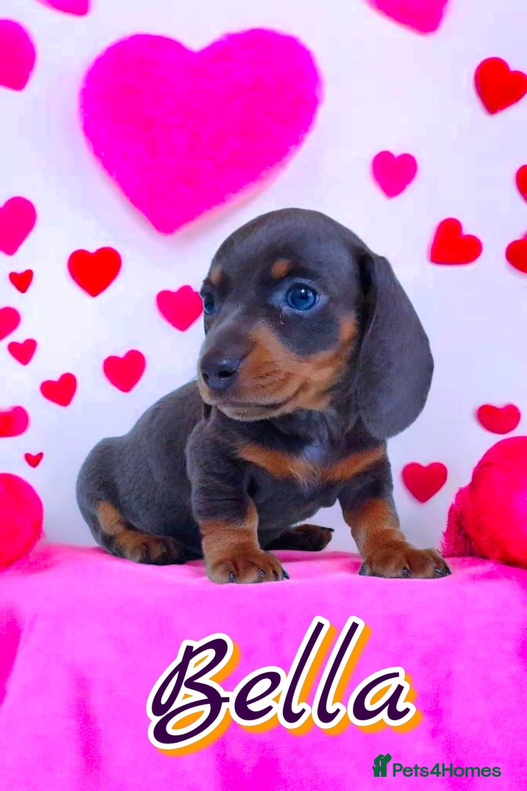 Miniature Dachshund dogs for sale: BLUE DAPPLE & ISABELLA DAPPLE PUPS AVAILABLE  - Image 21