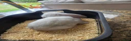 Mini Lop rabbits for sale: Mini Lop Bunnies for sale in Stockport - Advert 18