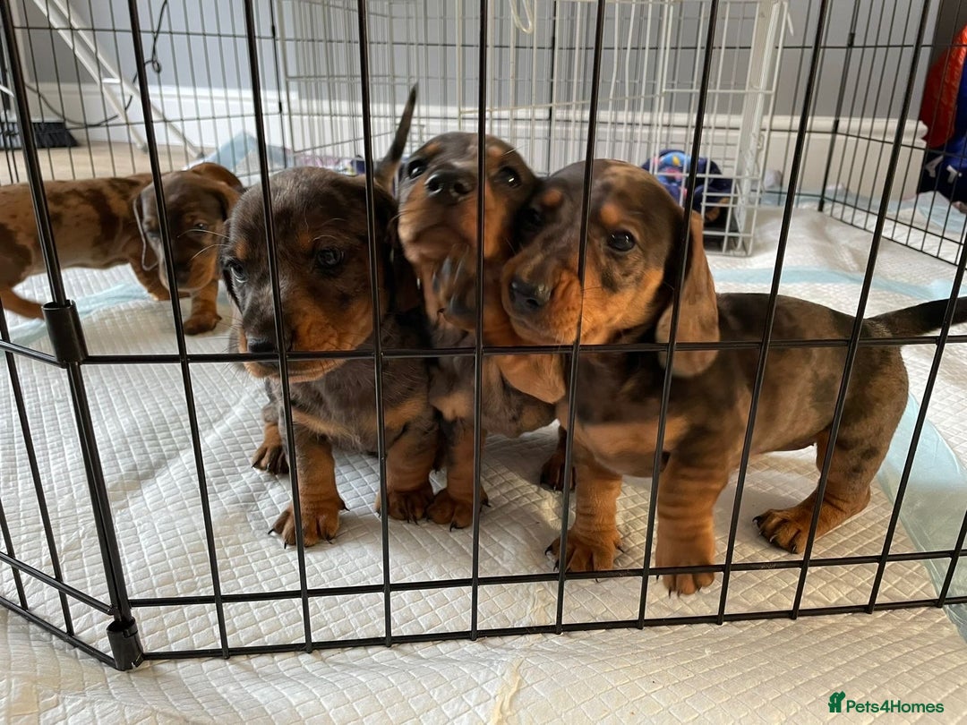 Dachshund dogs for sale: 5 dachshund puppies - Image 2