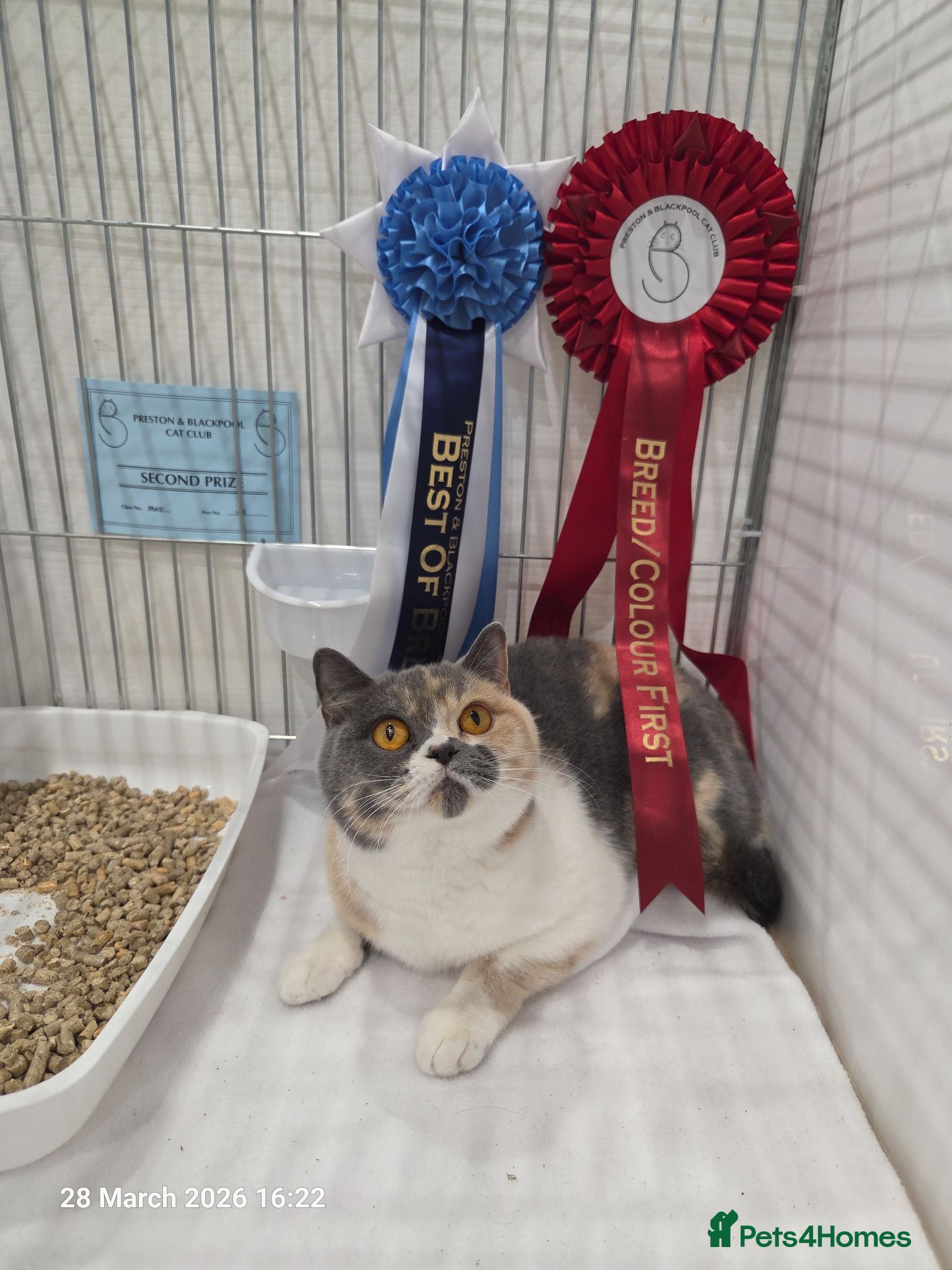 British Shorthair cats Gccf registered British shorthair kittens  - Advert 2