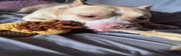 American Bully dogs for sale: Forever home wanted American Pocket Bully ❤️ in Manchester - Advert 5