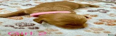 Cockapoo 4