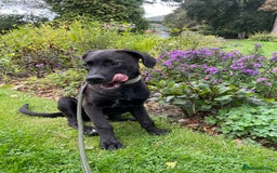 Mixed Breed dogs for sale: Our lovely boy  - Advert 5