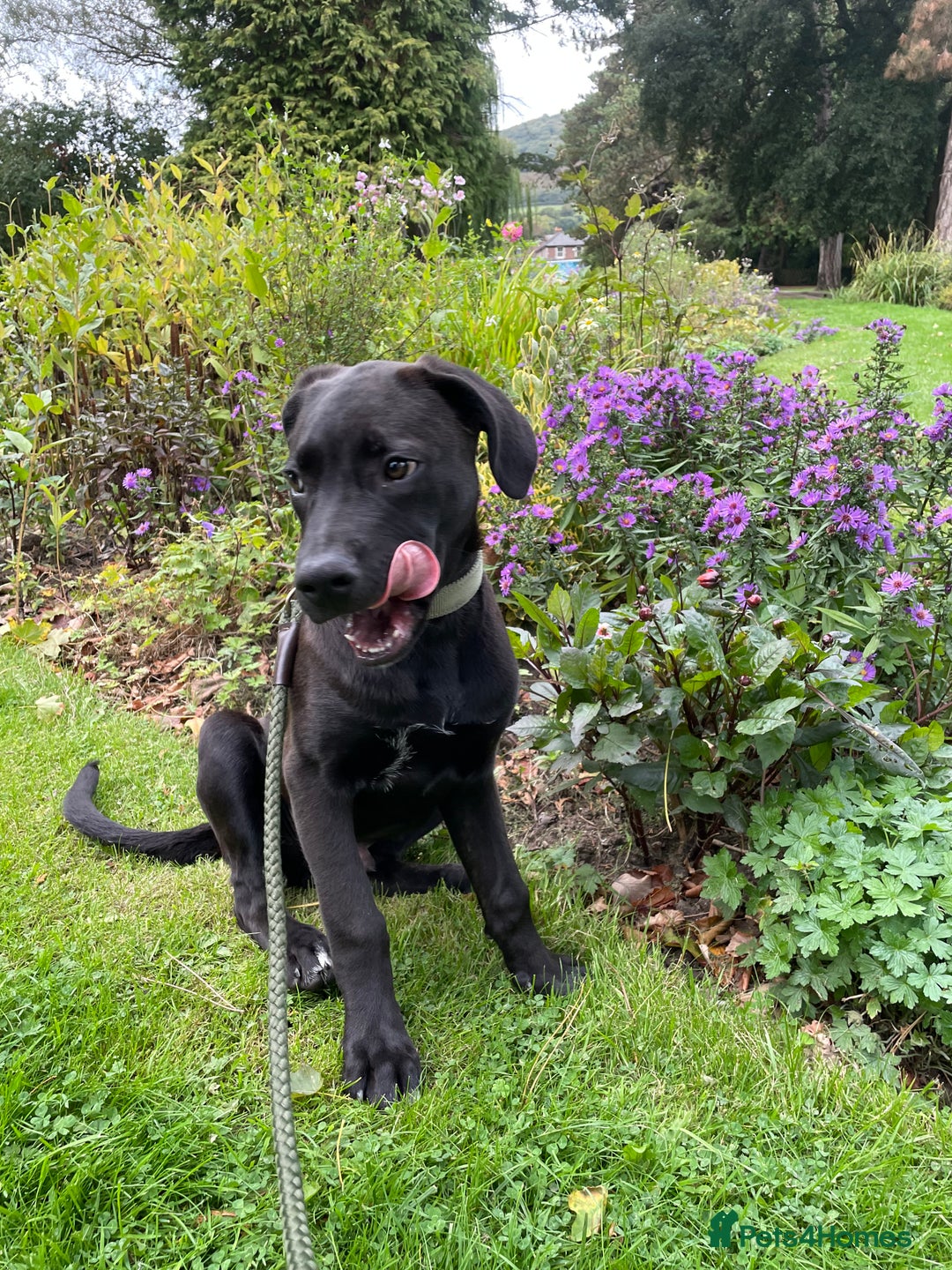 Mixed Breed dogs for sale: Our lovely boy  - Advert 5